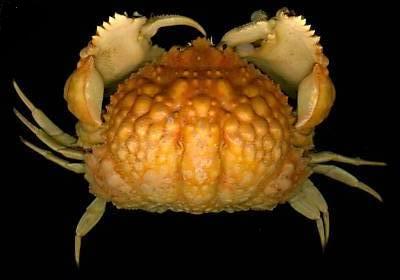 Calappa aff. tuberculata T.F.C..jpg - Processed By eBay with ImageMagick, R1.0.M1